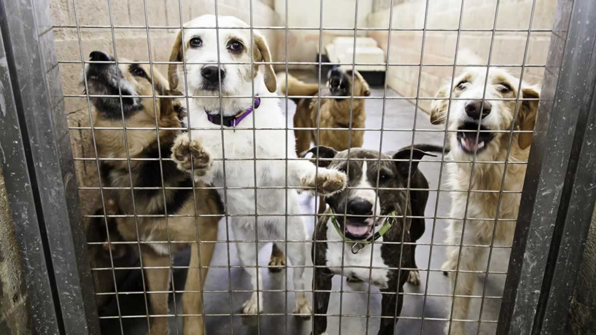 Five dogs behind door of kennel in shelter