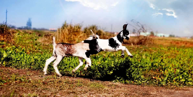 Two young goats running and leaping