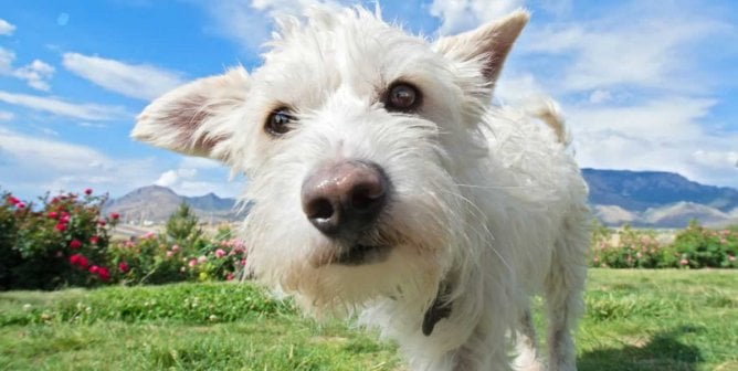 Close-up of small white dog outdoors