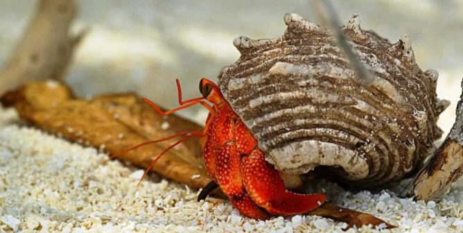Hermit crab in the wild