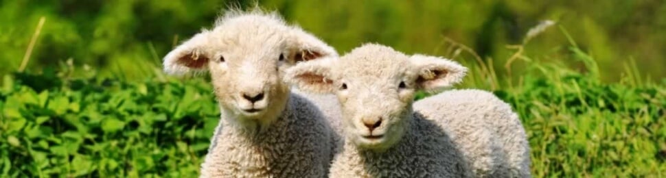 Two cute white lambs standing in green grass