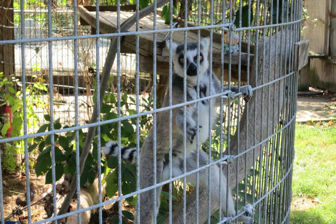 PETA files lawsuit over treatment of animals at Tri-State Zoo
