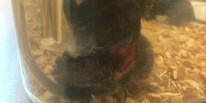 u of pitt, university of pittsburgh, laboratory, investigation, mouse, mice fighting