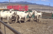 PETA Calls Out Patagonia for Secrecy Around New Wool Source