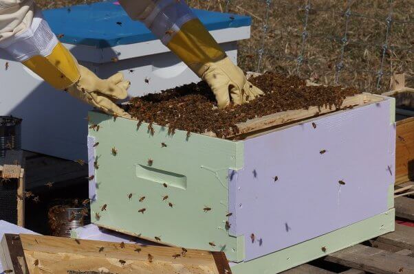 be,e, honeybee, honey, bee farm, factory farming, beekeeper