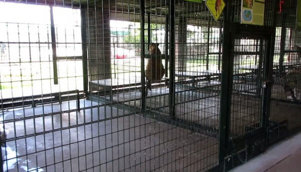 big cat cage at big cat habitat