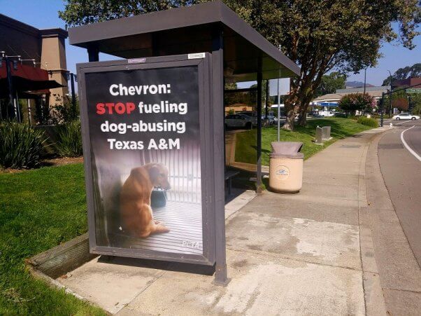 chevron, texas a&m university, tamu, muscular dystrophy, experiments on dogs