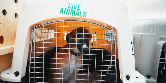 Dog in Cargo