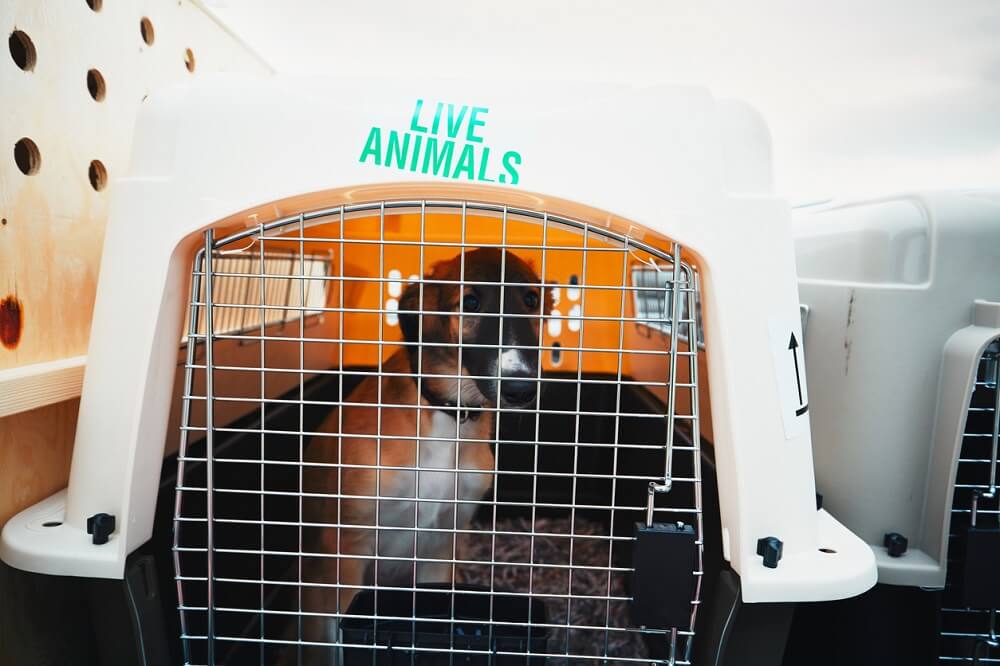 2 Cats, 1 Dog Die in Airplane Cargo Hold (May 2019) PETA