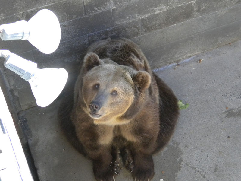 Bears Confined to Nearly Barren Pits, Begging Tourists for Food PETA