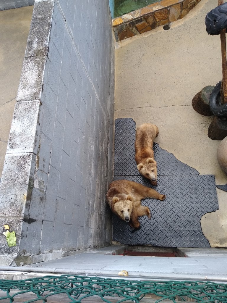 Animals Suffering at Cherokee Bear Zoo in North Carolina PETA