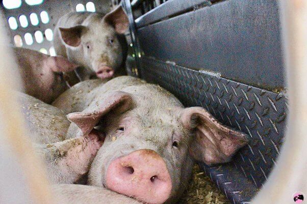 tired pigs on way to slaughter