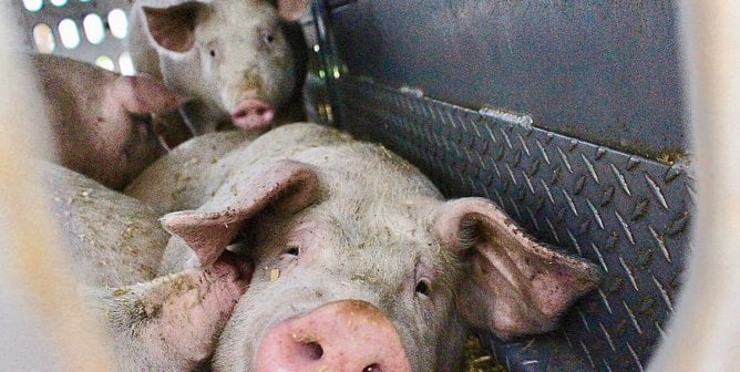 tired pigs on way to slaughter