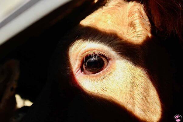 cow eye in sunlight