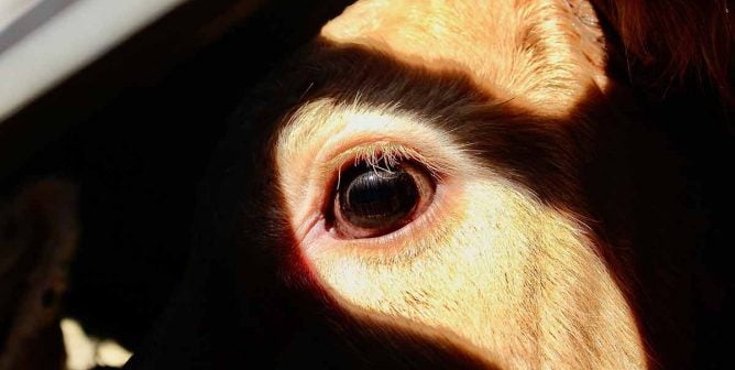 cow eye in sunlight