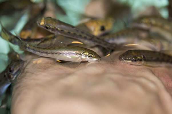 Fish spa. Rufa Garra fish spa pedicure massage treatment Therapy Stock  Photo | Adobe Stock