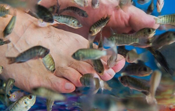 fish pedicure, mans feet