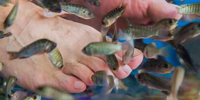 https://www.peta.org/wp-content/uploads/2017/08/Fish-Pedicure-5-668x336.jpg?20190104021717