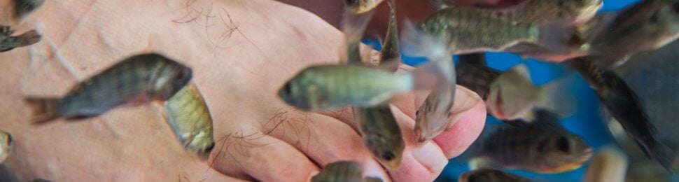 fish pedicure, mans feet