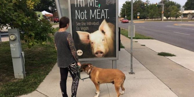 Just in Time for the Iowa State Fair, PETA Ads Proclaim, ‘I’m ME, Not MEAT’