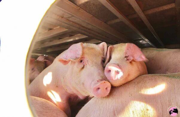 two pigs transported to slaughter