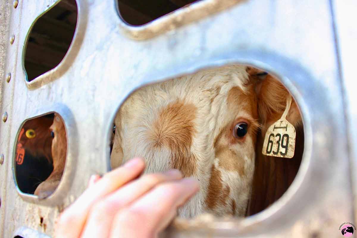 Hand touches cow on truck