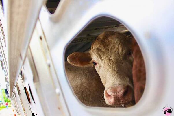 cow on transport truck