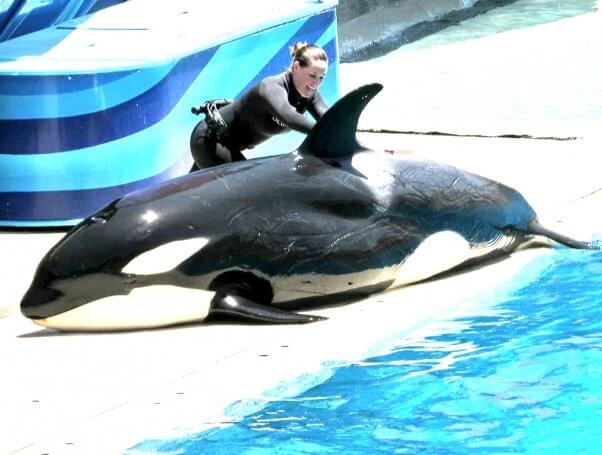 makani covered in rake marks, son of kasatka, seaworld san diego, orphaned orca