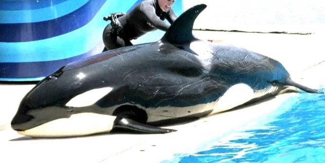 makani covered in rake marks, son of kasatka, seaworld san diego, orphaned orca