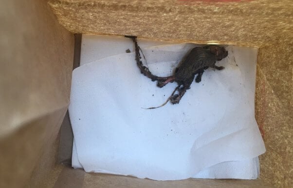 glue traps, mouse in glue trap, euthanasia