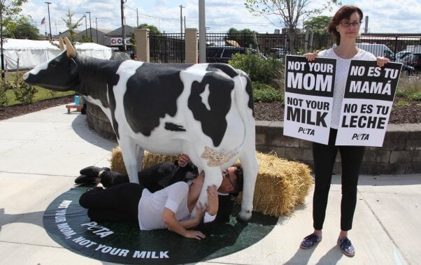 New York state fair, cow suckling demo, not your mom not your milk demo