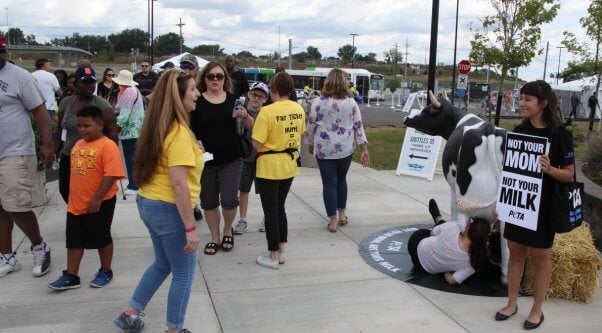 New York state fair, cow suckling demo, not your mom not your milk demo