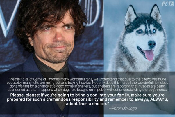 Direwolves Of 'Game Of Thrones' Lead To Dire Problems For Real Dogs Direwolves Of 'Game Of Thrones' Lead To Dire Problems For Real Dogs