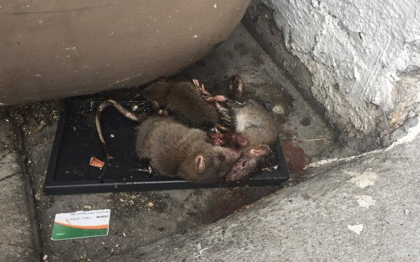 glue traps, rats in glue traps, euthanasia
