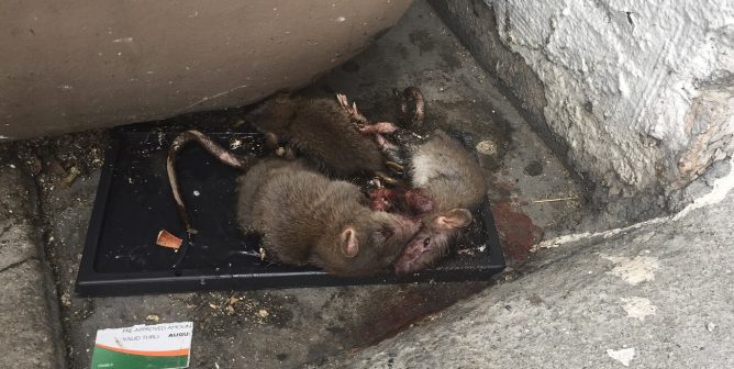 glue traps, rats in glue traps, euthanasia