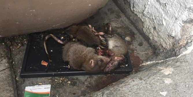 I Found Young Rats Stuck in a Glue Trap—Here’s What Happened Next