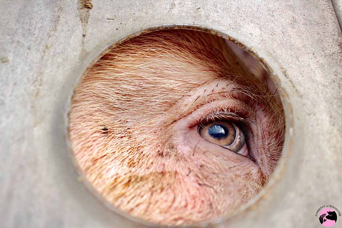 These Animals' Last Moments Will Make You Cry PETA