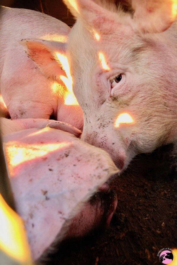 pig sees sunlight on transport truck