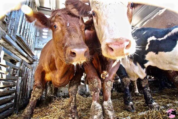 Cows on transport truck to slaughter