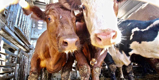 Cows on transport truck to slaughter