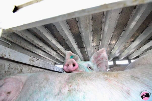 pigs on their way to slaughter