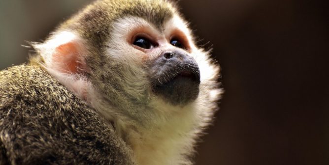 PETA, PETA U.K. Collaborate on New Book About Ending Animal Tests