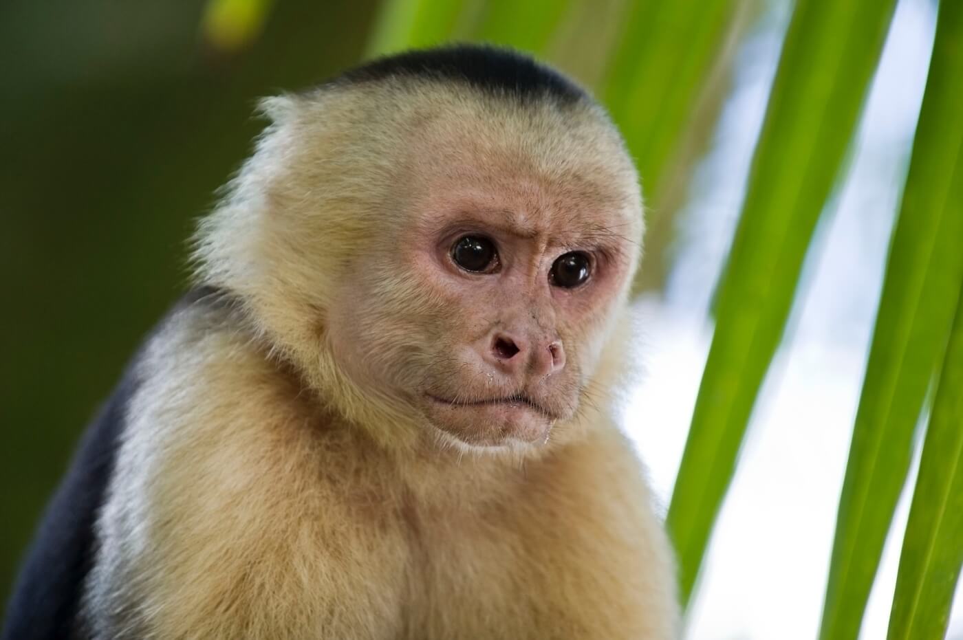 PETA Statement on Sentencing of ‘The Monkey Whisperer,’ Chris Brown’s Monkey Dealer
