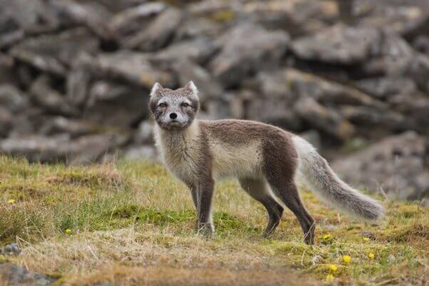 a wild arctic fox with a gray / blue coat looks to camera while standing on dry grass