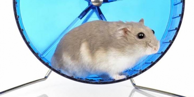 Experiments on Animals Fail 90% of the Time. Why Are They Still Done?