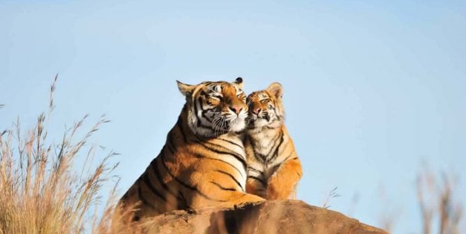 Sweet moment between a tiger and her cub