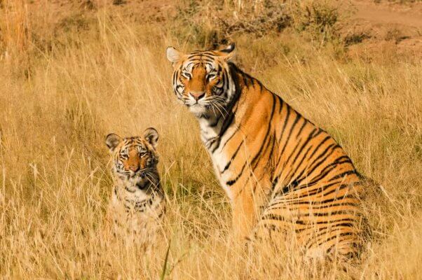 Tiger and cub sitting in tall grass and looking at camera