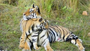 An affectionate moment between a tiger and a cub