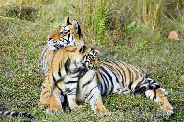 An affectionate moment between a tiger and a cub