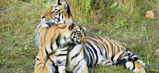 An affectionate moment between a tiger and a cub